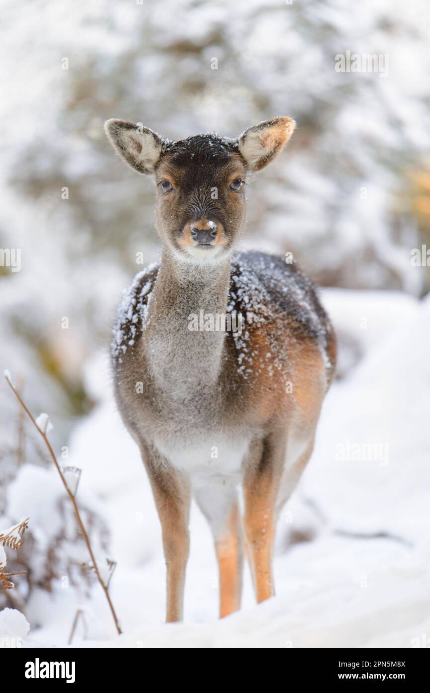 Fallow Deer (Dama dama) forme foncée, doe mature, debout sur la lande enneigée, Cannock Chase, Staffordshire, Angleterre, Royaume-Uni Banque D'Images