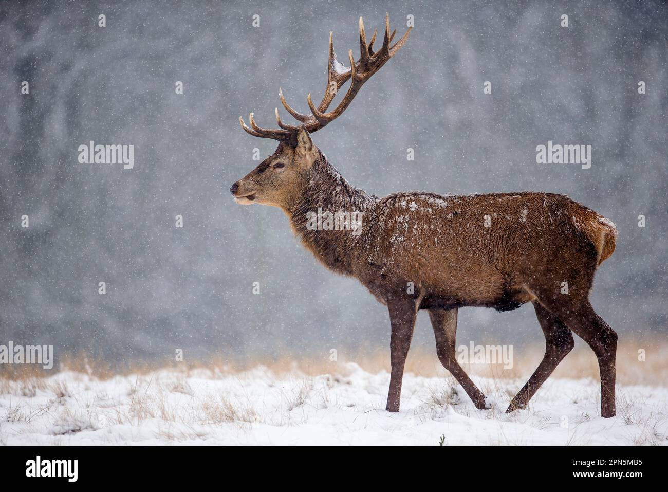 Cerf rouge (Cervus elaphus), cerf tournant sur la neige pendant la chute de neige, Richmond Park, Surrey, Angleterre, Royaume-Uni Banque D'Images
