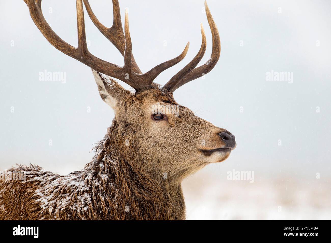 Cerf rouge (Cervus elaphus), gros plan de la tête, dans la neige, Richmond Park, Surrey, Angleterre, Royaume-Uni Banque D'Images