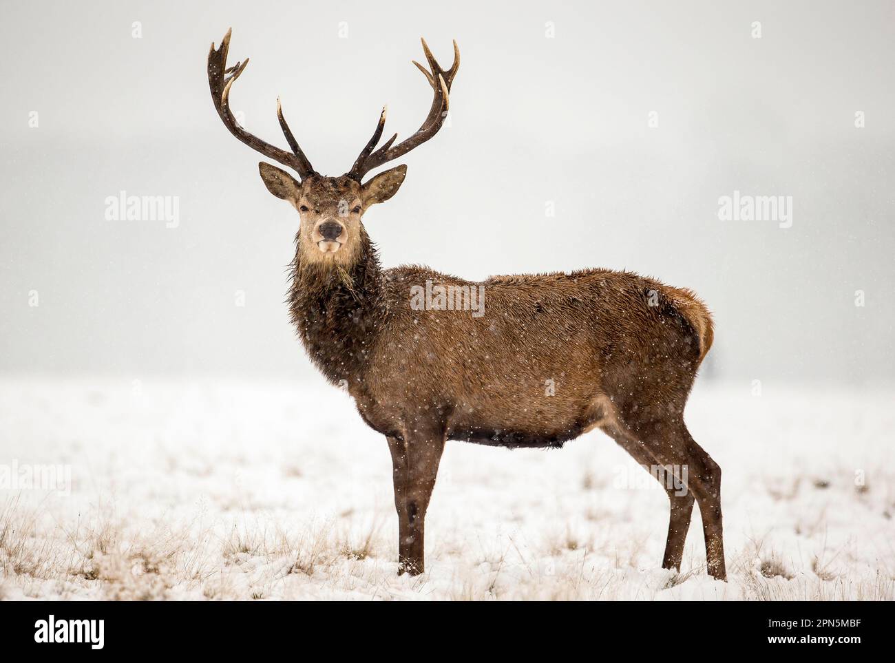 Cerf rouge (Cervus elaphus) Stag debout sur la neige pendant la chute de neige, Richmond Park, Surrey, Angleterre, Royaume-Uni Banque D'Images