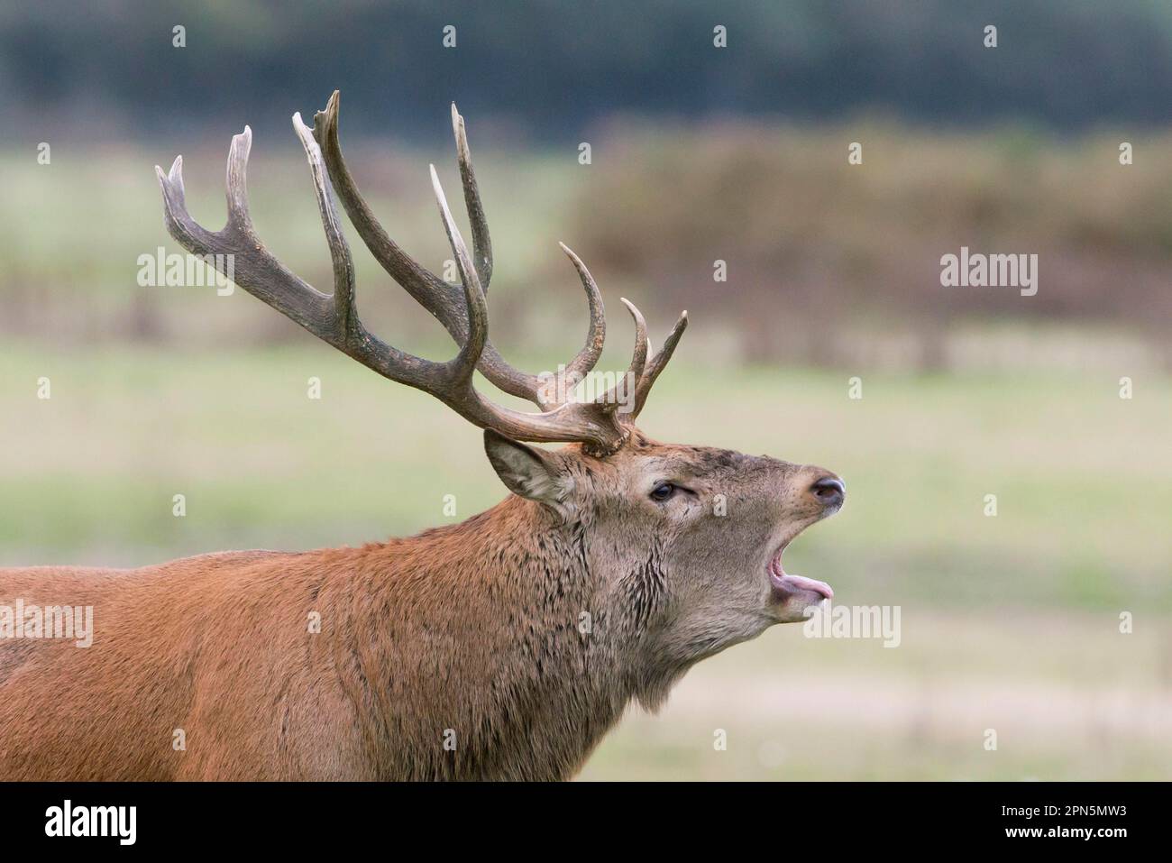 Cerf rouge (Cervus elaphus) cerf mature, gros plan de la tête, torchage, pendant la saison de rutèse, réserve Minsmere RSPB, Suffolk, Angleterre, Royaume-Uni Banque D'Images