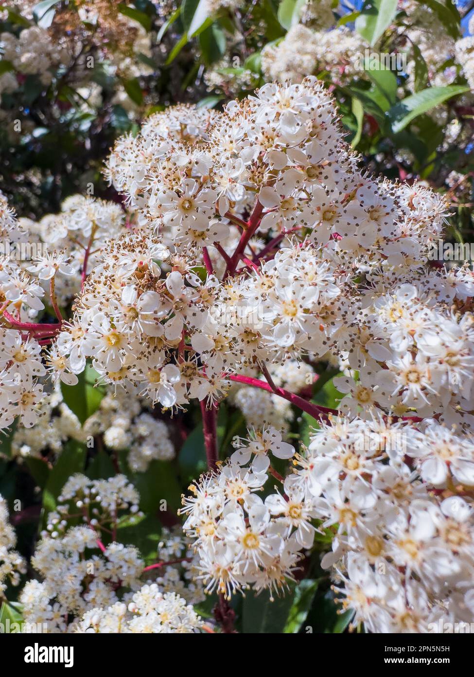 Fleur blanche d'arbre ornemental de Photinia serratifolia. Banque D'Images