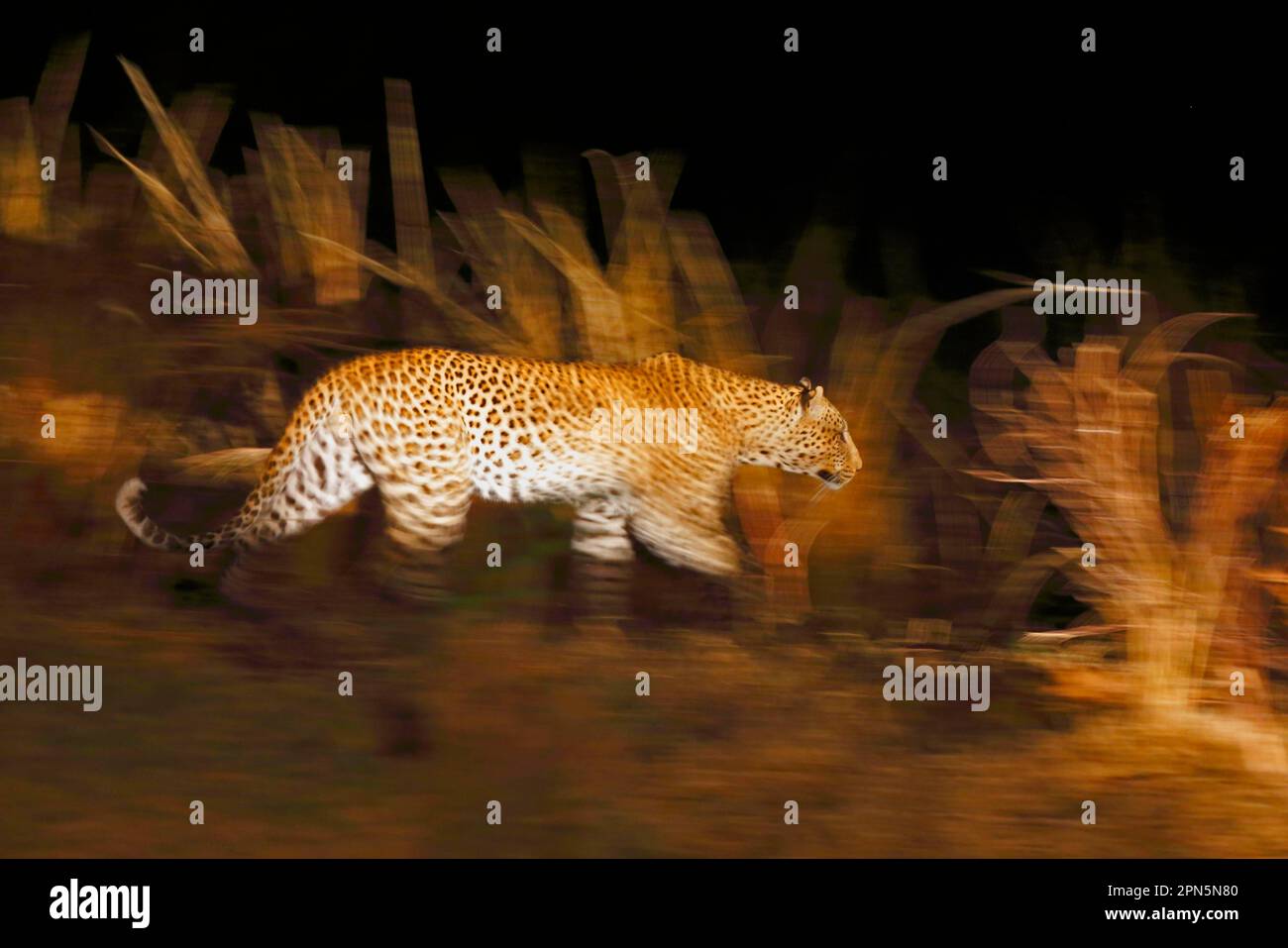 Léopard africain (Panthera pardus pardus) adulte, marchant dans la savane la nuit, mouvement flou, Sud Luangwa N. P. Zambie Banque D'Images
