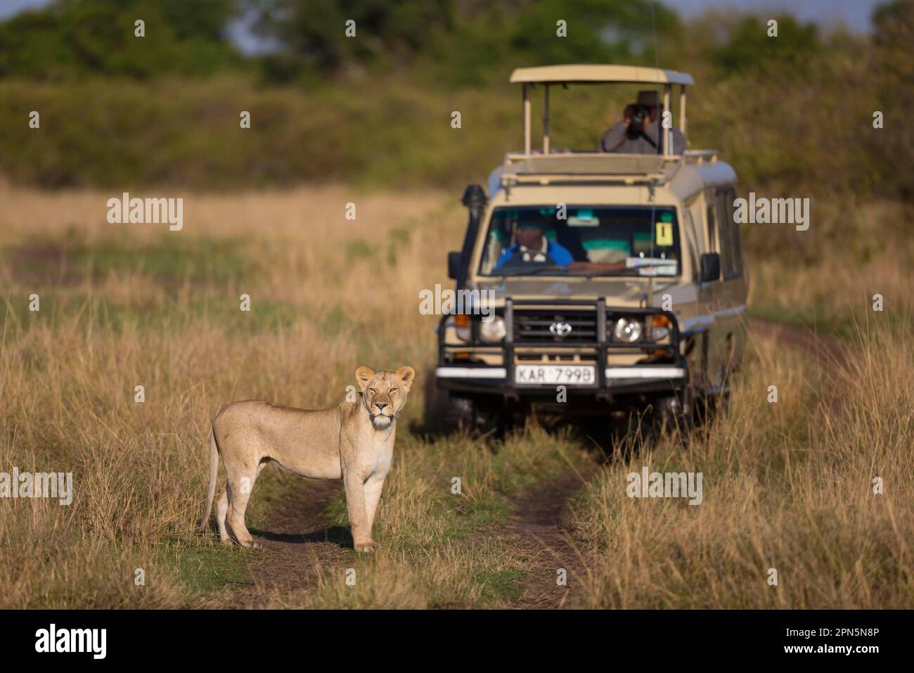 Masai Lion (Panthera leo nubica) deux mâles adultes, se nourrissant à tuer, Serengeti N. P. Tanzanie Banque D'Images