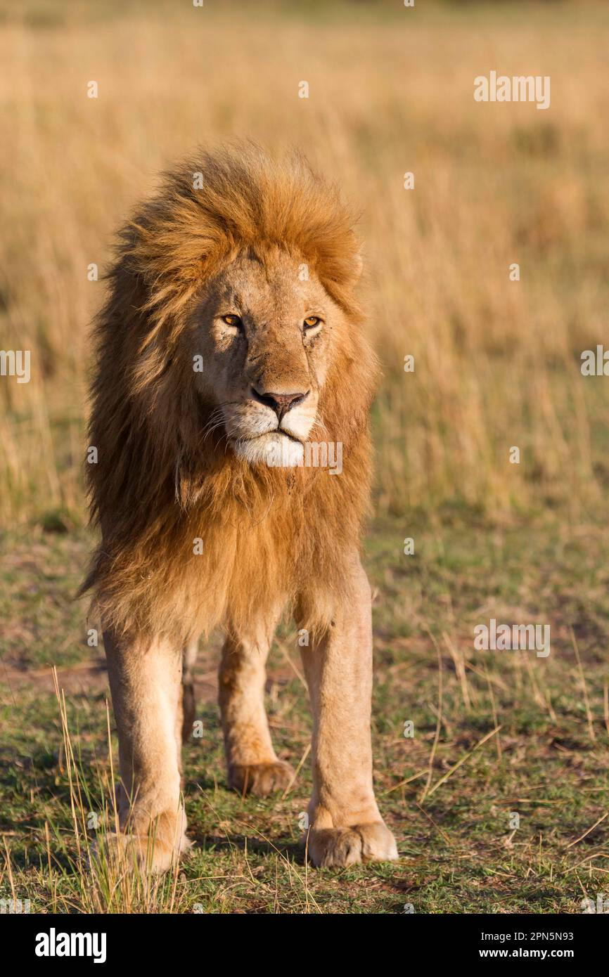 Masai Lion (Panthera leo nubica) deux mâles adultes, se nourrissant à tuer, Serengeti N. P. Tanzanie Banque D'Images