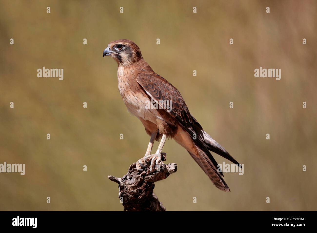 Faucon brun (Falco berigora) adulte, perchée en rondins, Centre rouge, territoire du Nord, Australie Banque D'Images