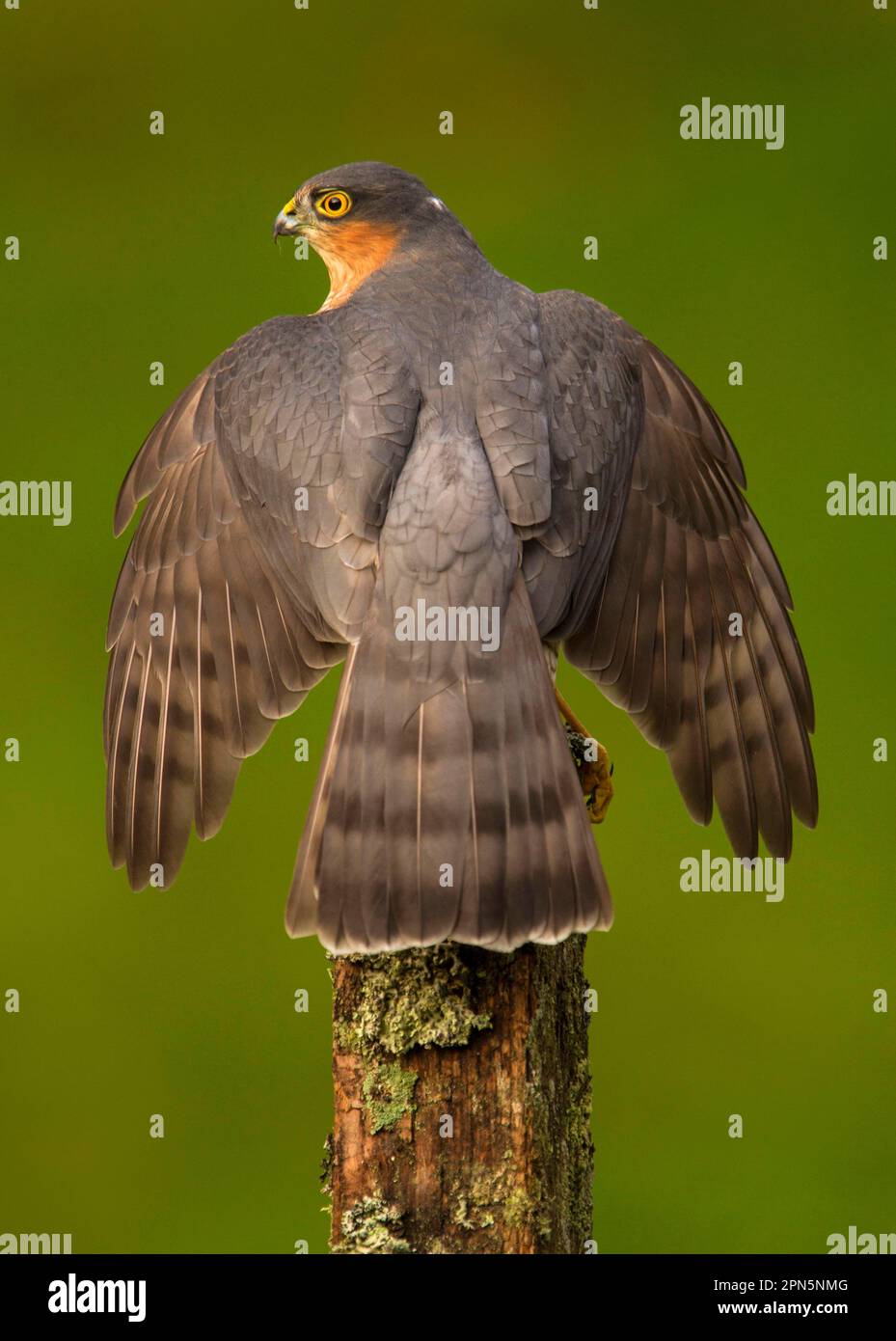 Sparrowhawk eurasien (Accipiter nisus), homme adulte, manling, perché sur la poste, frontières écossaises, Écosse, Royaume-Uni Banque D'Images