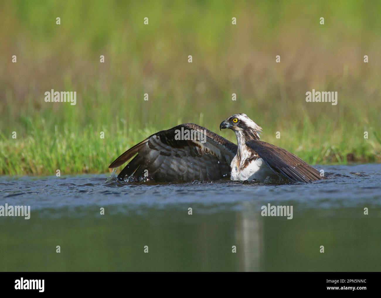 Osprey (Pandion haliatus) adulte, pêche dans le loch, Aviemore, Cairngorms N. P. Grampian Mountains, Highlands, Écosse, Royaume-Uni Banque D'Images