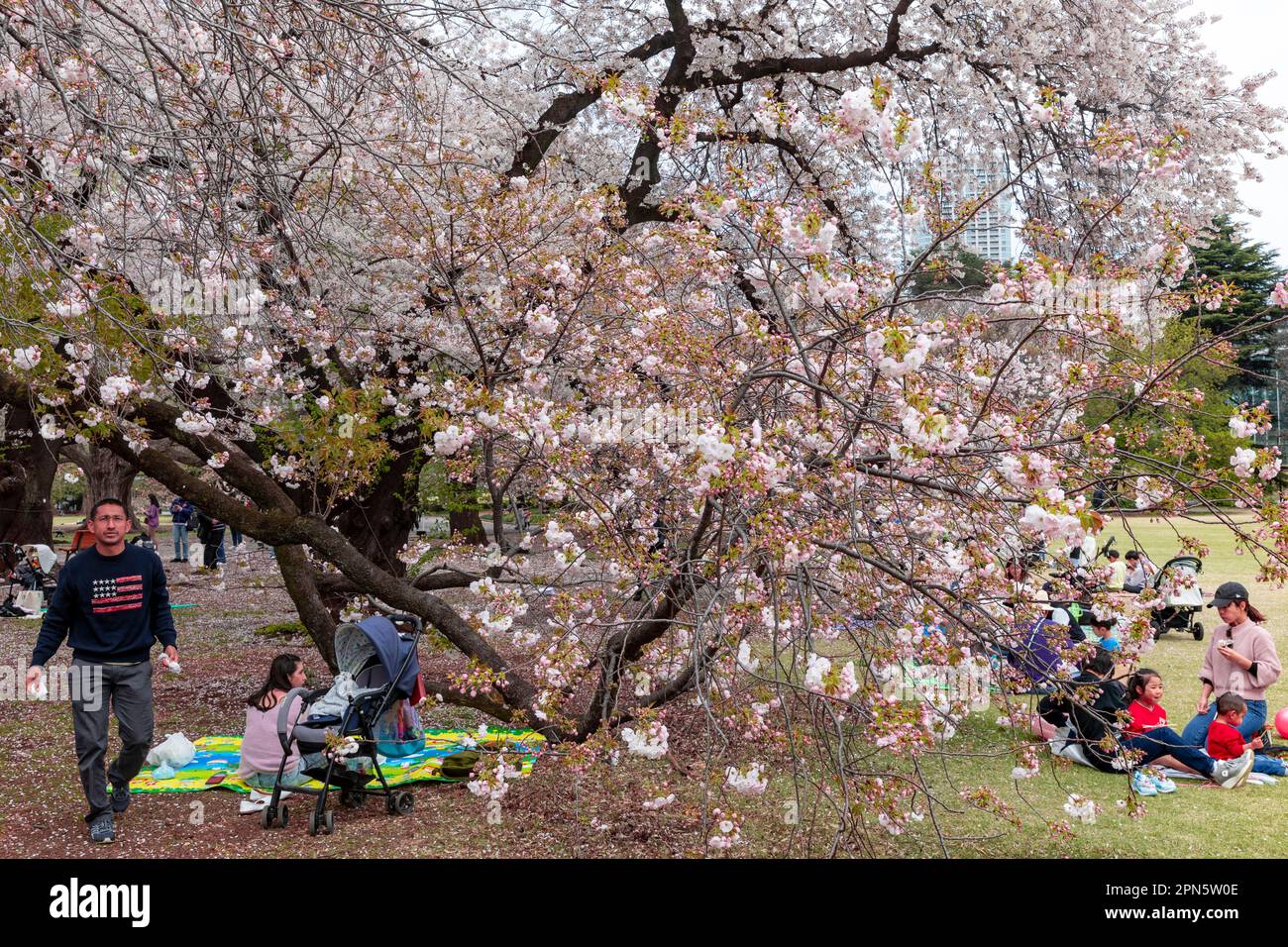 Avril 2023 la famille et les amis japonais se rassemblent et pique-niquent sous les cerisiers en fleurs dans le parc Shinjuku Gyoen, Tokyo, Japon, Asie printemps 2023 Banque D'Images