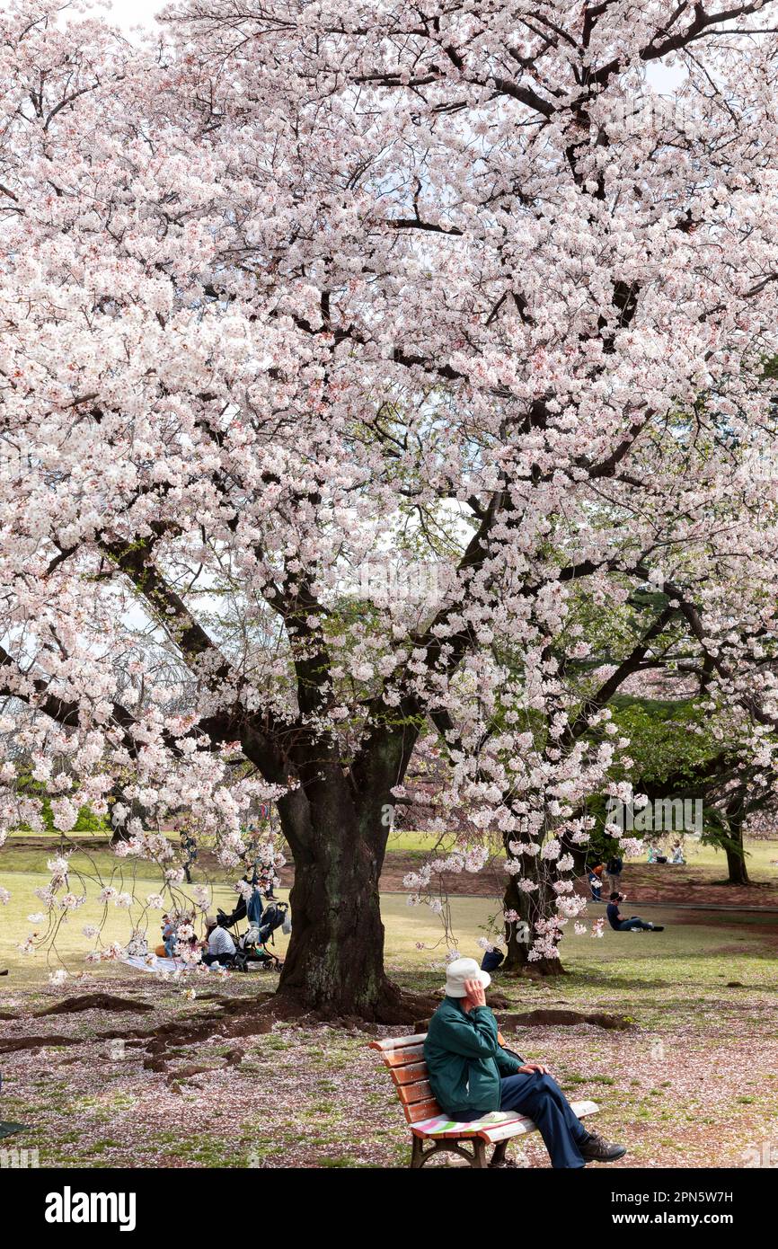 Avril 2023 la famille et les amis japonais se rassemblent et pique-niquent sous les cerisiers en fleurs dans le parc Shinjuku Gyoen, Tokyo, Japon, Asie printemps 2023 Banque D'Images