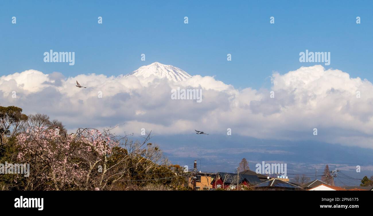 Fujinomiya, Shizuoka, Japon, vue du Mont Fuji au printemps Banque D'Images