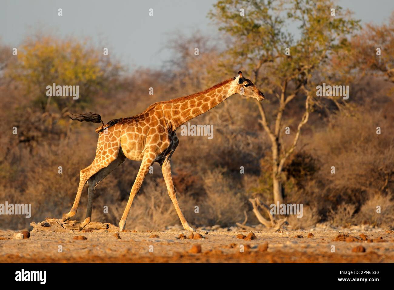 Une girafe (Giraffa camelopardalis) en course, parc national d'Etosha, Namibie Banque D'Images