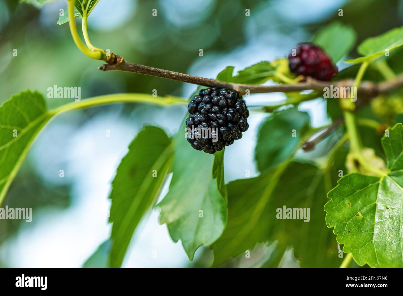 Mûre mûre fruit sur la branche dans le verger biologique, foyer sélectif Banque D'Images