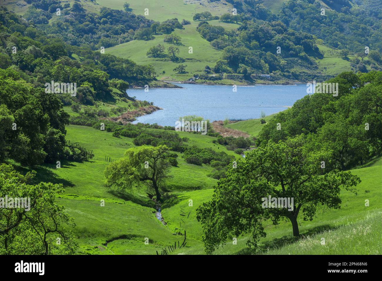 Forêt d'chênes luxuriants et Prairies au réservoir de Colera après la saison de pluie. Colera County Park, comté de Santa Clara, Californie, États-Unis. Banque D'Images