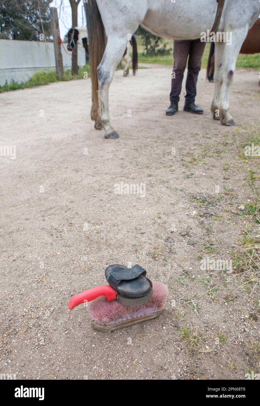 Homme se brossant la bosse d'un cheval. Balais au sol Banque D'Images