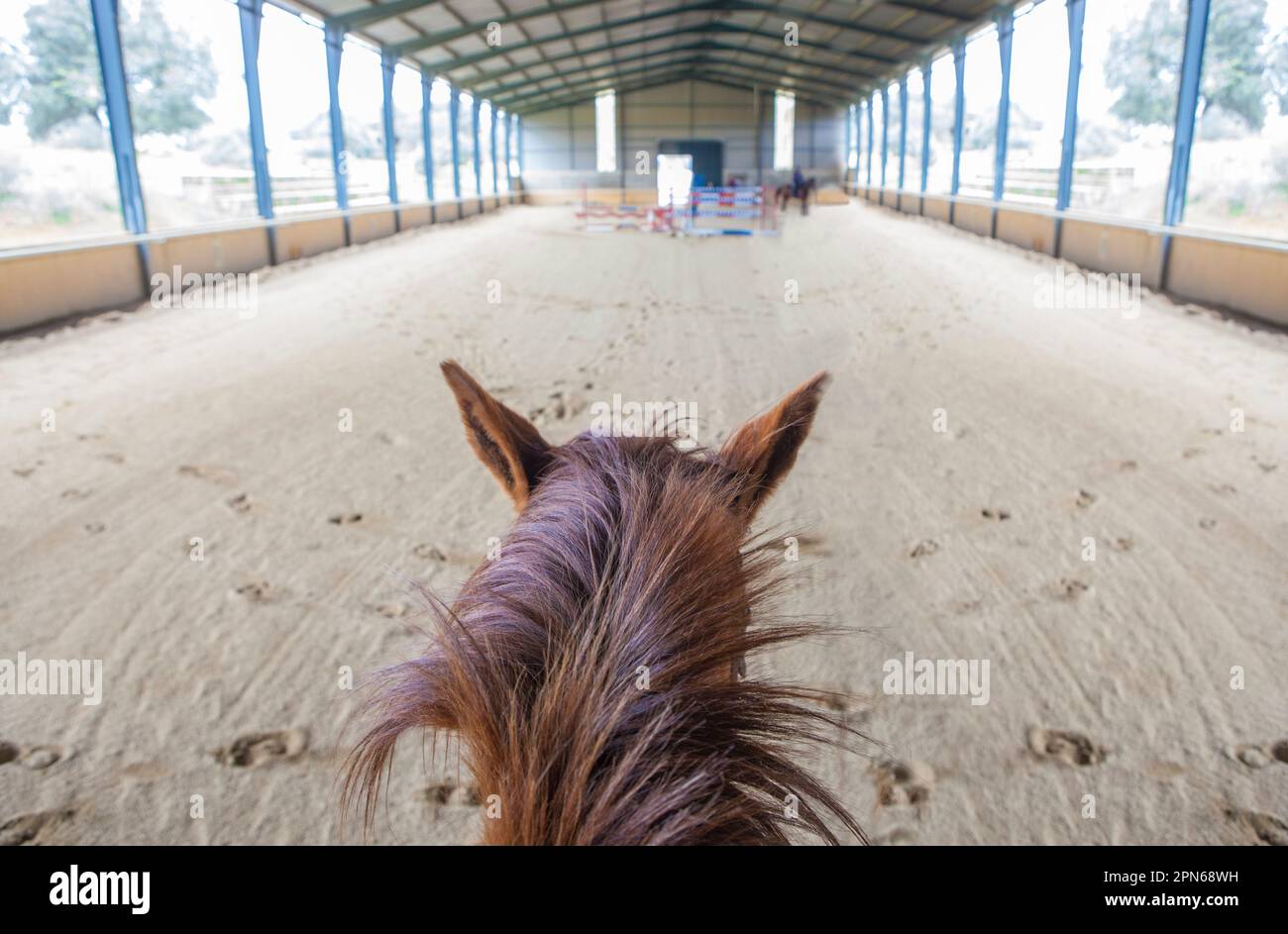 Formation de chevaux sur le parcours d'obstacles intérieur. Scène vue à cheval Banque D'Images