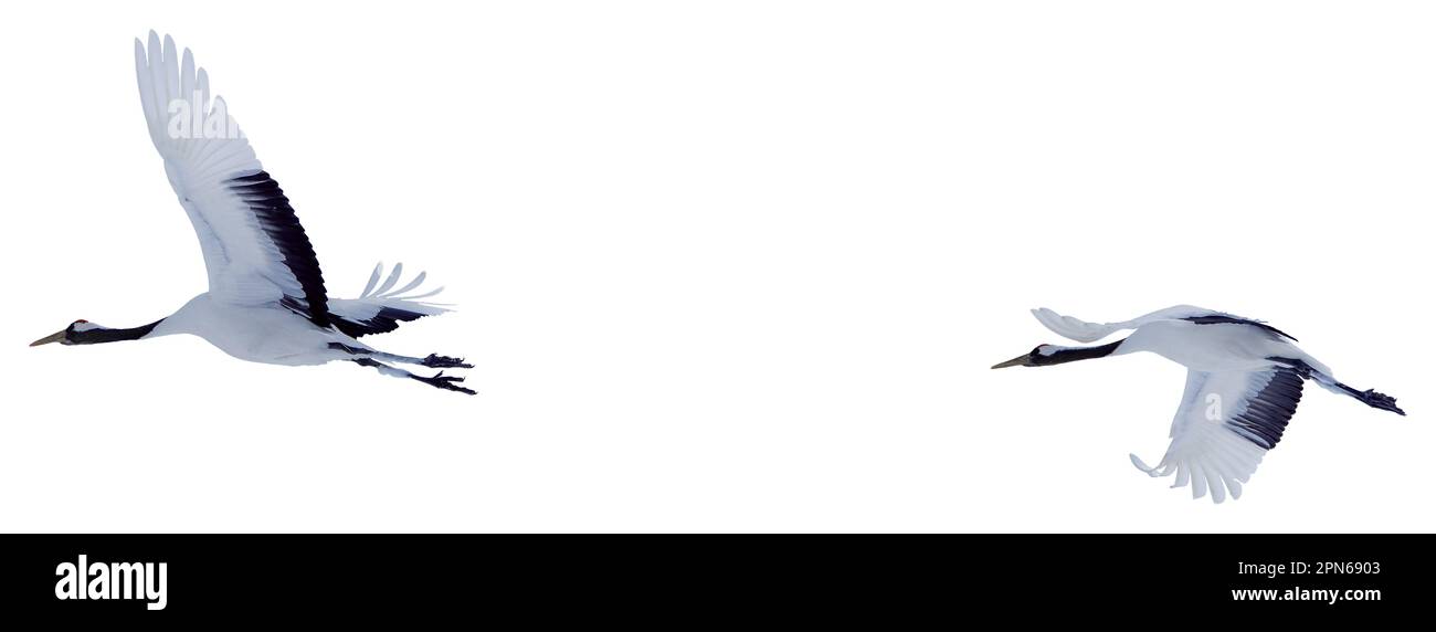 Deux grues à couronne rouge écartent leurs ailes et s'envolent dans le ciel. Photos d'oiseaux isolés à Hokkaido, Japon Banque D'Images