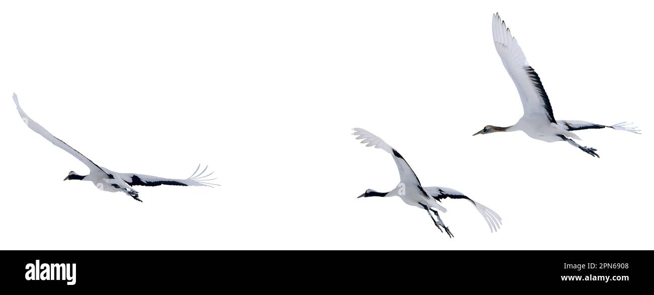 Des grues à couronne rouge s'envolent dans le ciel. Photos d'oiseaux isolés à Hokkaido, Japon Banque D'Images