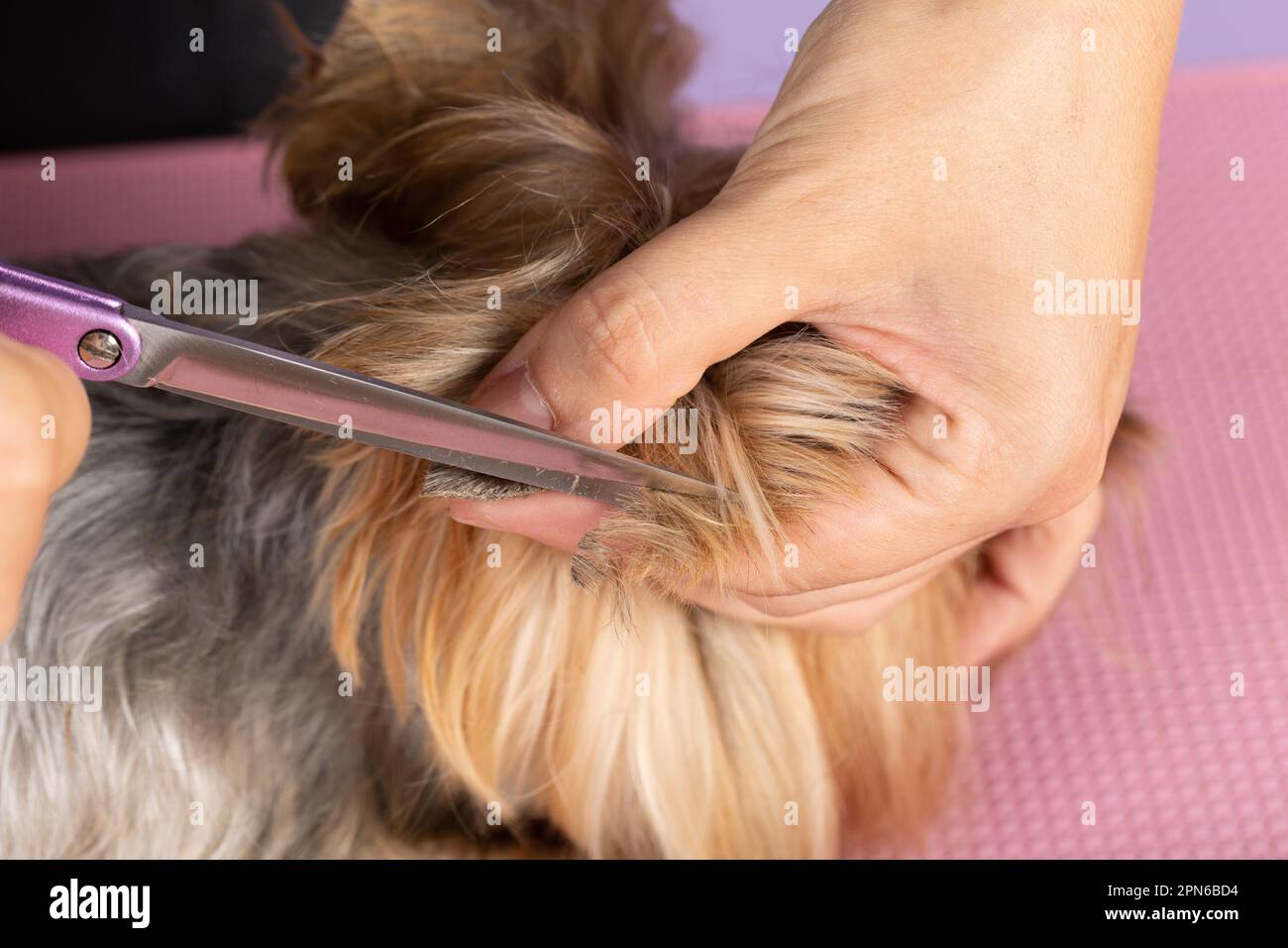 Gros plan de ciseaux métalliques et de fourrure de chien sur la tête. Le vétérinaire coupe l'excédent de cheveux de l'animal. Concept de soins et de toilettage pour chiens Banque D'Images
