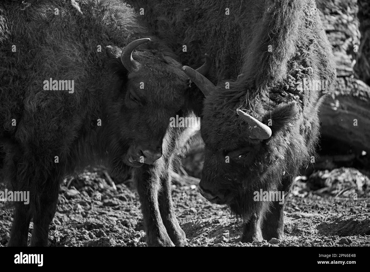 Les deux bisons américains se tenant les uns à côté des autres Banque D'Images