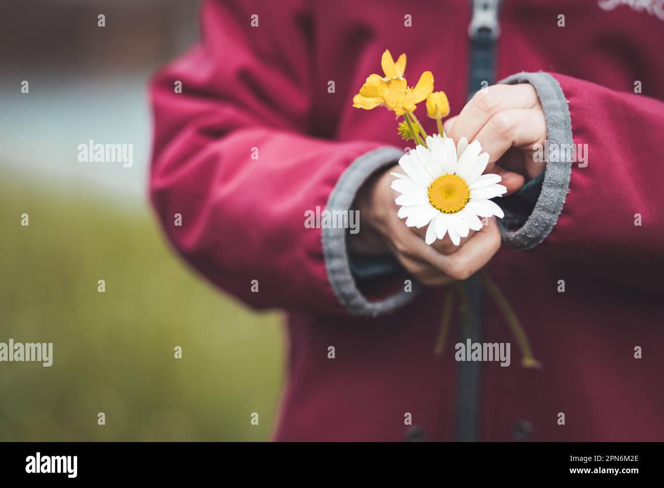 Main de l'enfant tenant doucement des fleurs délicates, symbolisant l'innocence et la beauté de la nature Banque D'Images