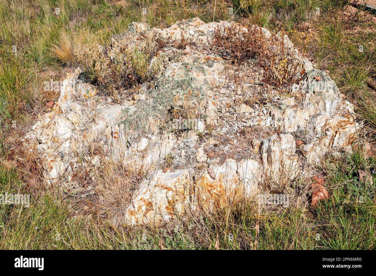 Florissant Fossil Beds National Monument au Colorado Banque D'Images