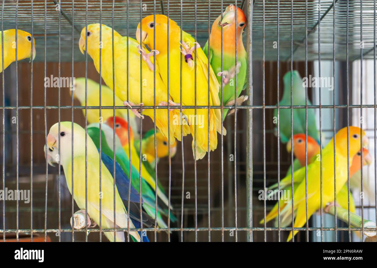Petits perroquets colorés dans une cage Banque D'Images
