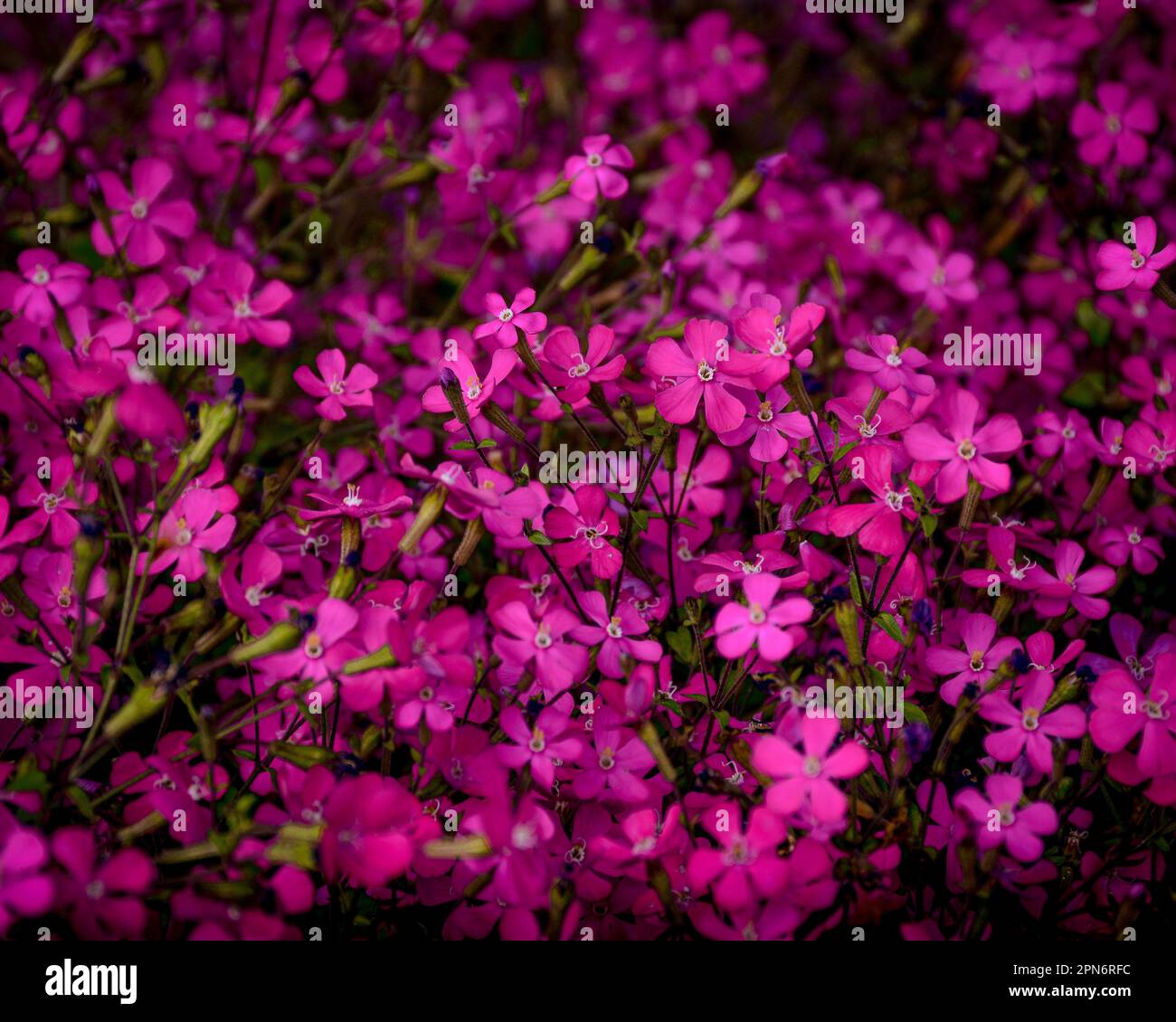 Champ de fleurs violettes au printemps Banque D'Images