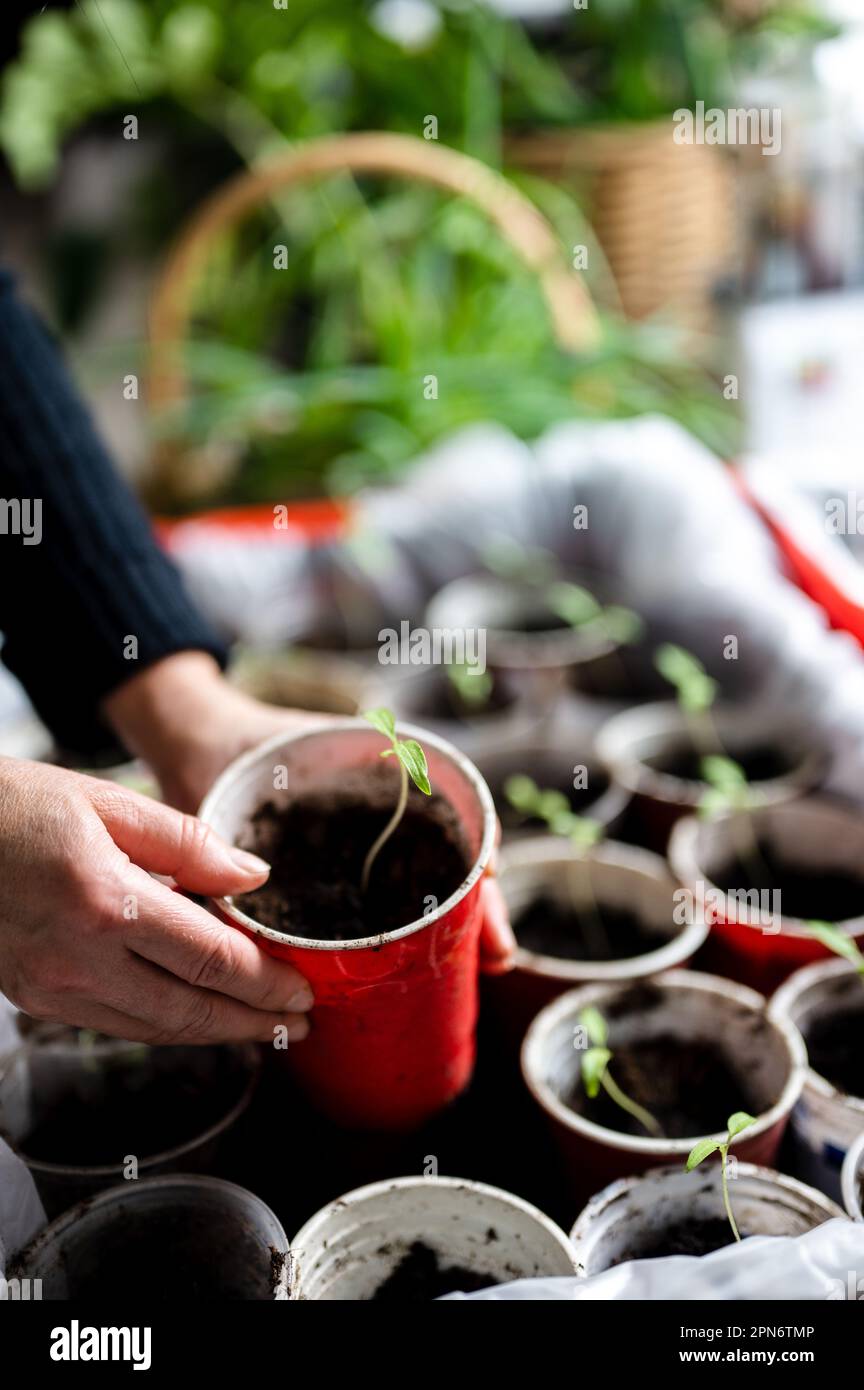 Mains de la personne tenant la plante de semis de tomate dans le sol dans une tasse en plastique Banque D'Images