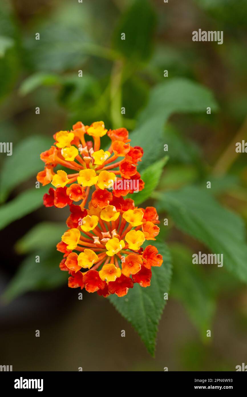 Lantana camara (lantana commune) est une espèce de plante à fleurs appartenant à la famille des verbènes (Verbenaceae), originaire des tropiques américains Banque D'Images