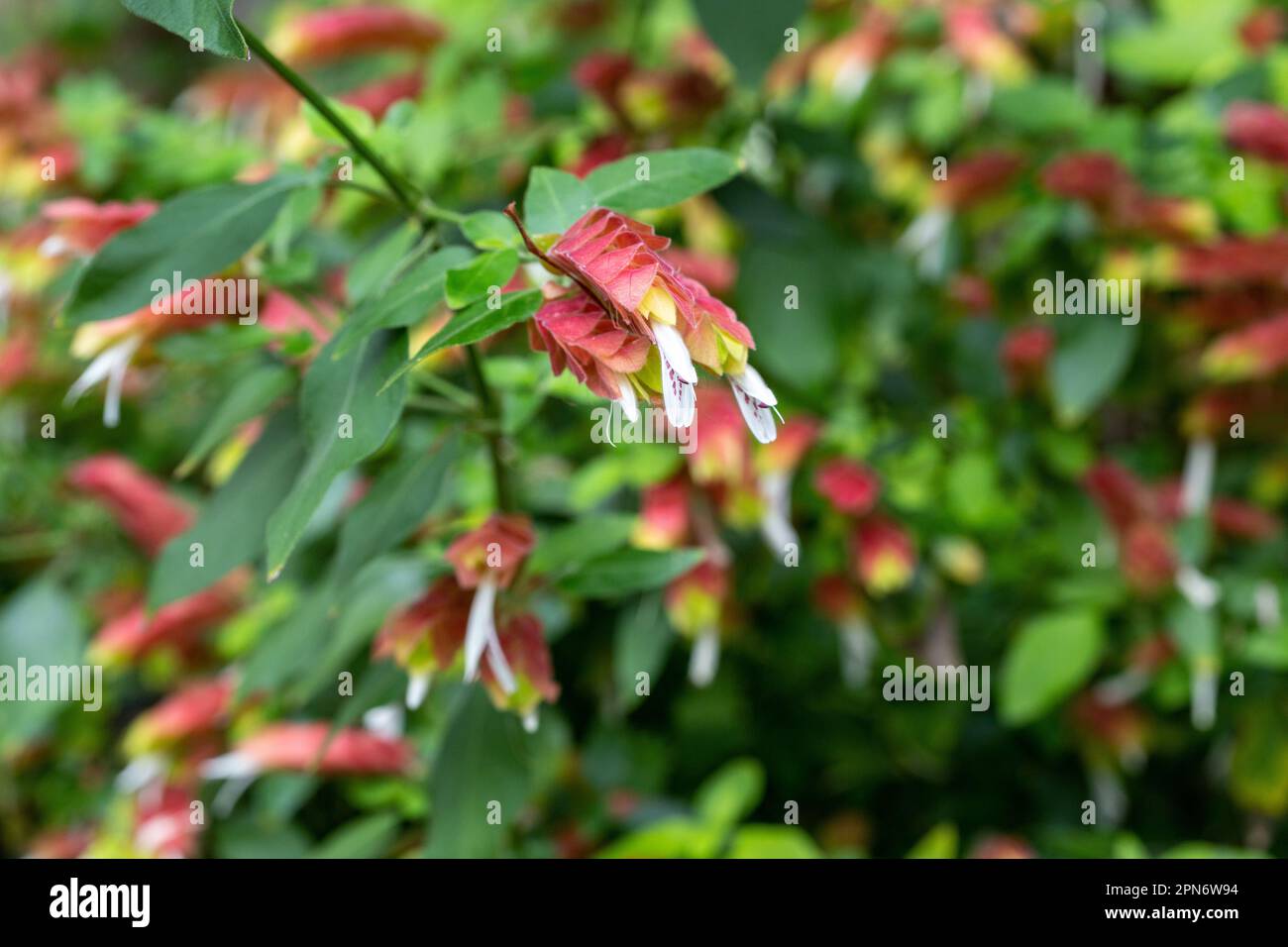 Justicia brandegeeana, également connue sous le nom de plante de crevettes, est un arbuste tropical à feuilles persistantes avec des bractées rouges à roses et des fleurs blanches qui ressemblent à des crevettes Banque D'Images