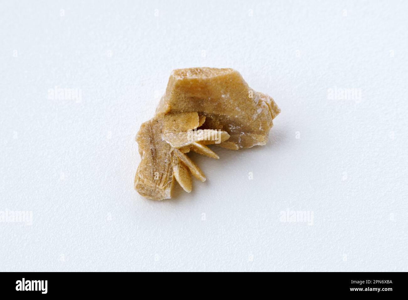 Rose du désert. Gros plan minéral naturel d'un groupe de pierres en cristal de gypse de sable, fond blanc Banque D'Images