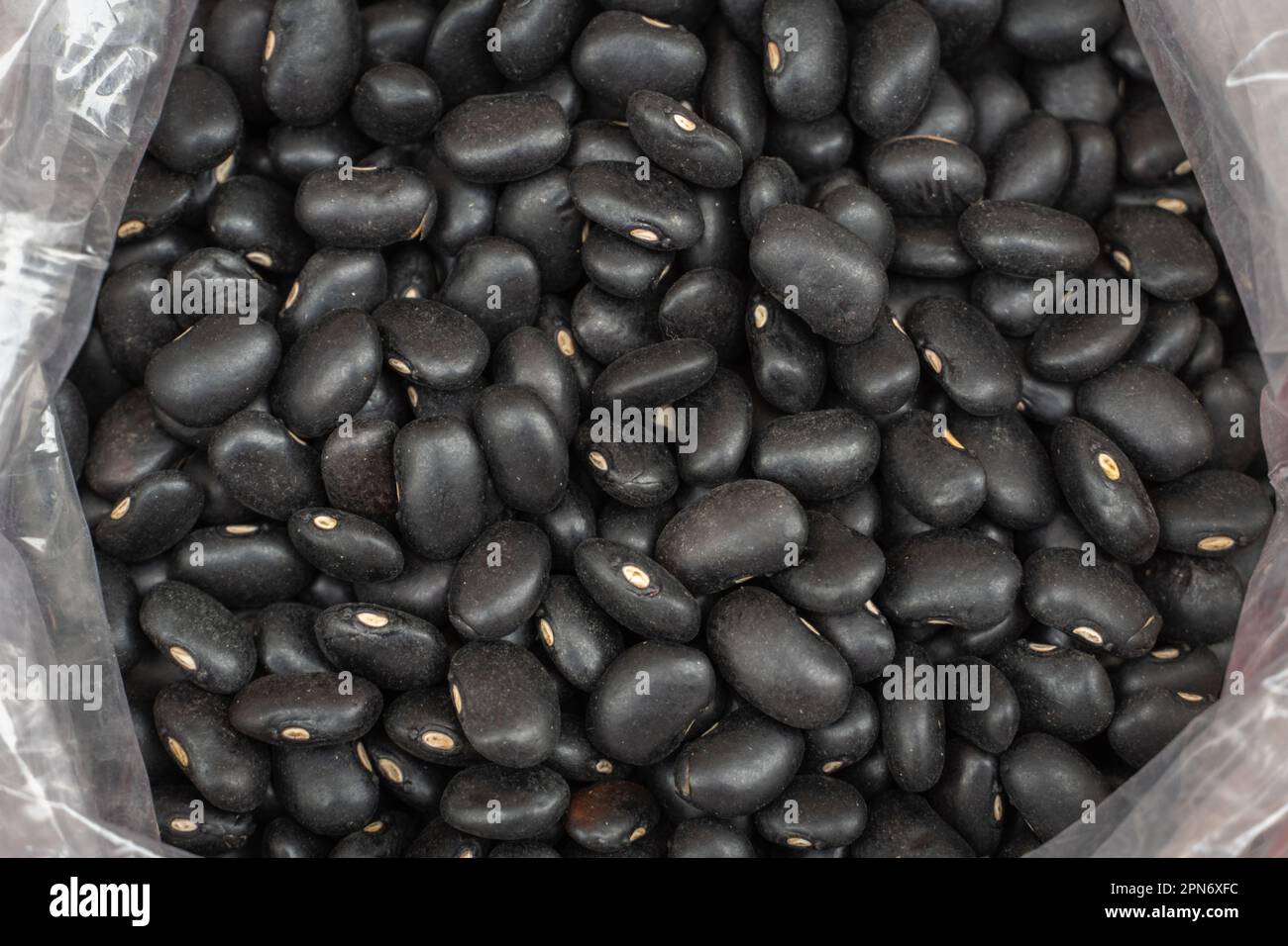 Graines du haricot noir (Vigna unguiculata), une plante de la famille des Leguminosae. Abruzzes, Italie, Europe Banque D'Images