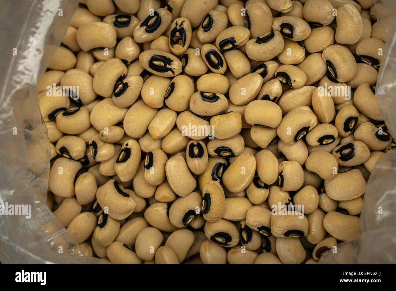 Les graines du haricot à yeux noirs ou du niébé ou du dolicho à yeux noirs (Vigna unguiculata) sont une plante de la famille des Leguuminosae. Abruzzes, Italie, Europe Banque D'Images