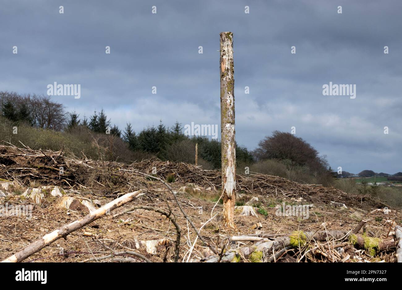 Forêt de pins déboisés à Devon, Royaume-Uni Banque D'Images