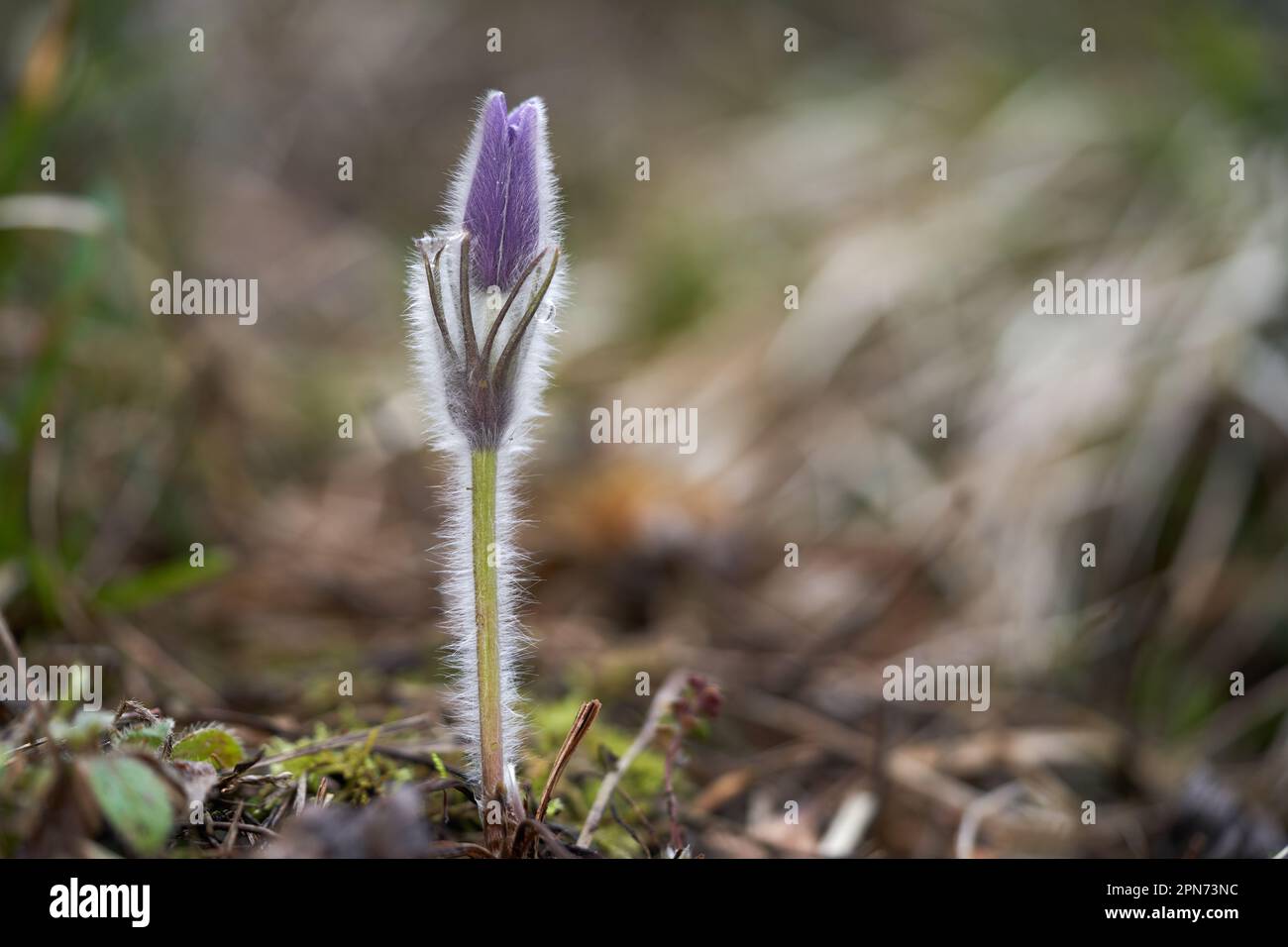 Fleur sauvage rare Pulsatilla grandis dans les rochers. Connu sous le nom de fleur de grand Pasque. Fleur pourpre dans la forêt. Banque D'Images