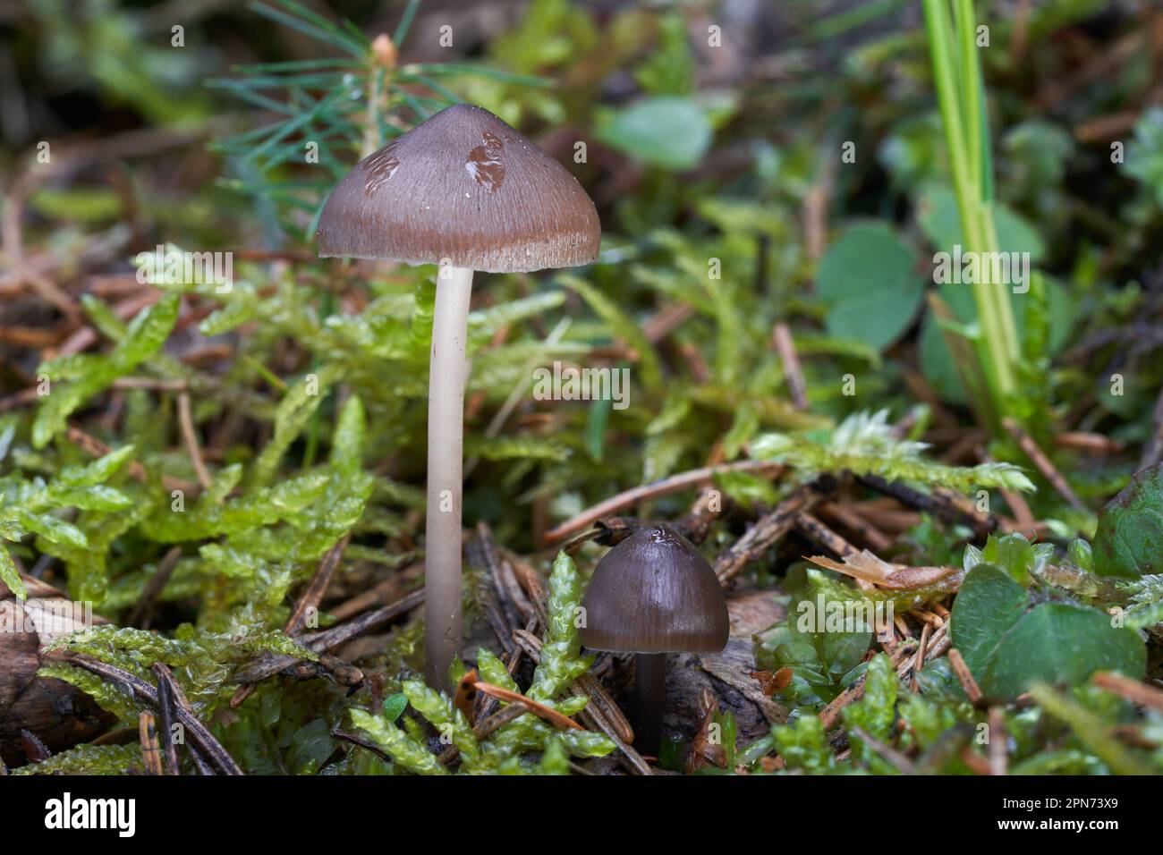 Champignon non comestible Mycena strobilicola dans les aiguilles et la mousse. Champignons bruns sauvages dans la forêt d'épicéa. Banque D'Images