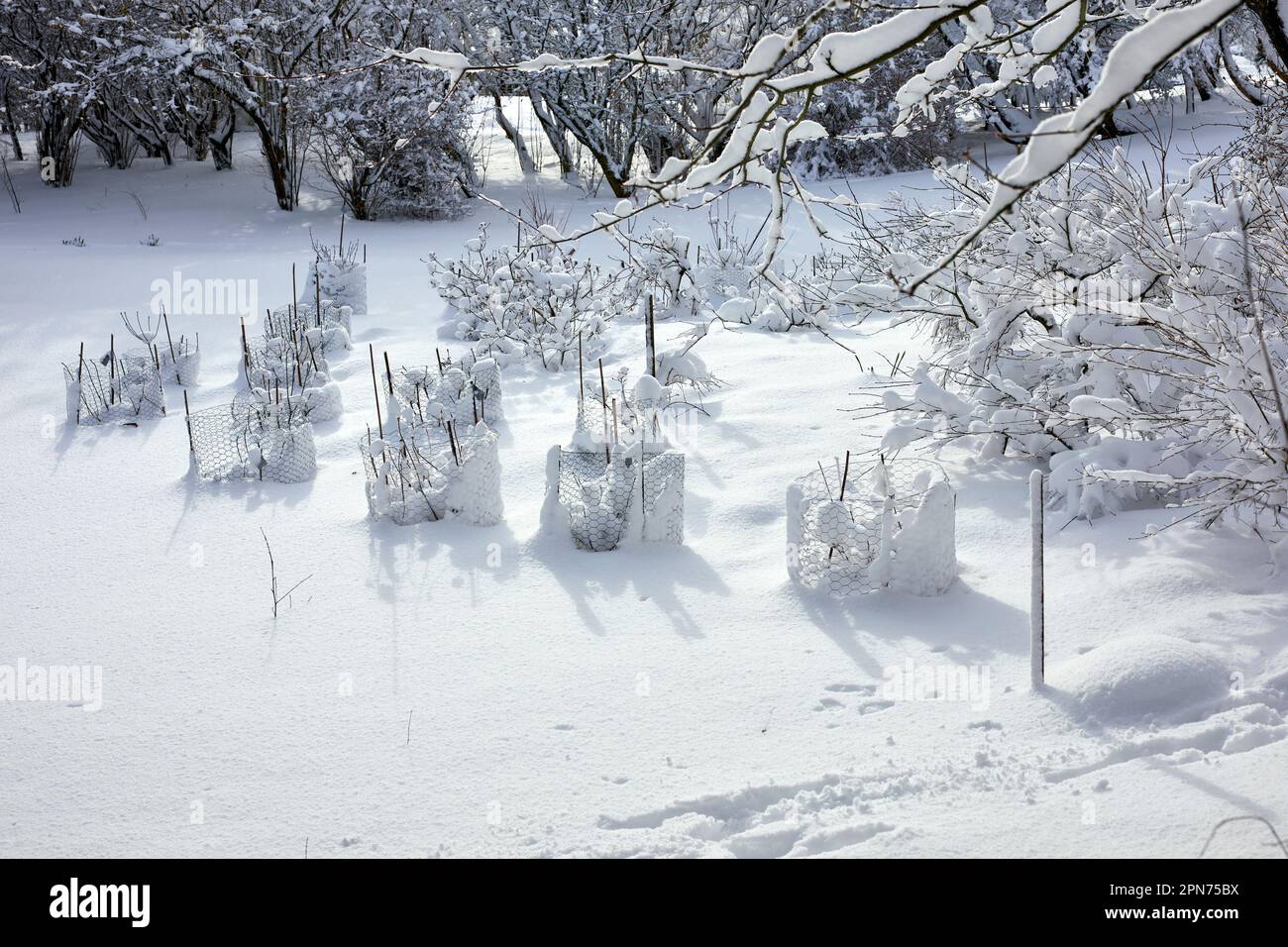 Le matin après une lourde nuit de neige, une zone d'Azalées vous permet de voir l'hiver sur une petite lande qui s'est tenue à 900ft dans le North Yorkshire Banque D'Images