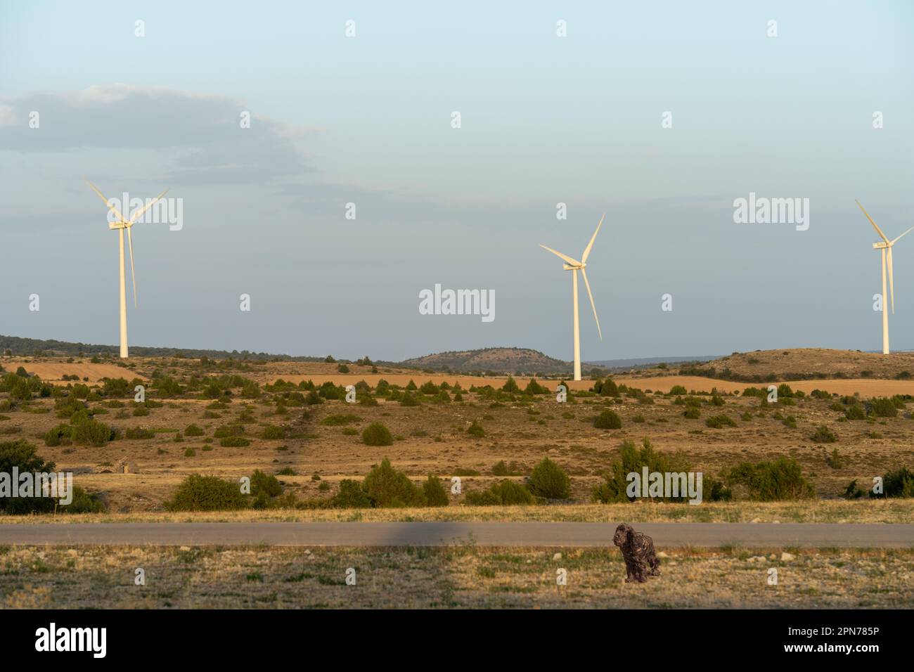 énergie renouvelable éoliennes production d'électricité et de cocker Banque D'Images
