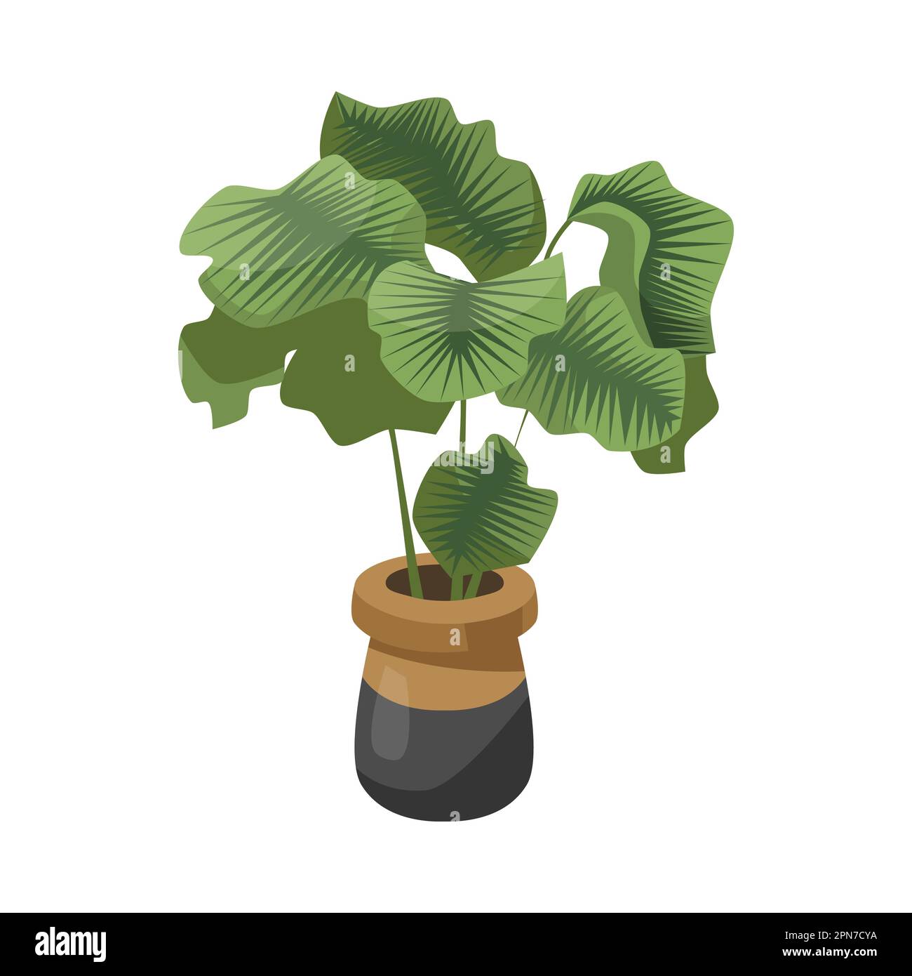 Alocasia dans l'illustration du vecteur plat marron et noir du pot de fleurs Illustration de Vecteur