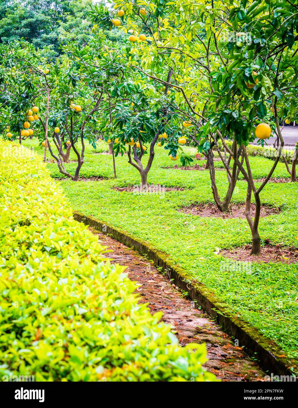 Beau jardin avec pomelo arbres dans le centre de Hanoi, Vietnam Banque D'Images