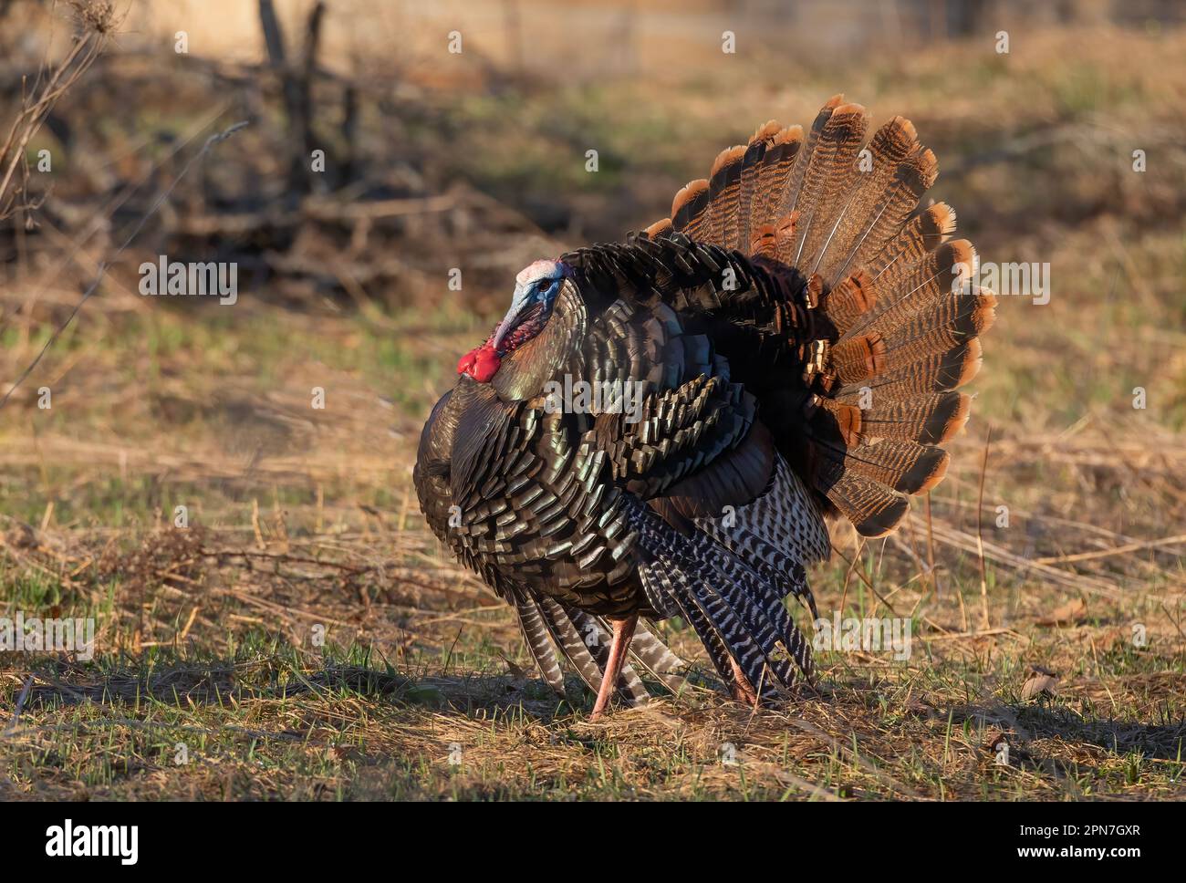 Un homme adulte tom turkey se lantant dans un champ de ferme et montrant ses plumes colorées le matin du printemps au Canada Banque D'Images