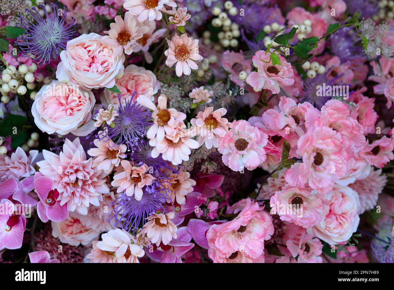 gros plan de l'assortiment de fleurs roses et violettes Banque D'Images