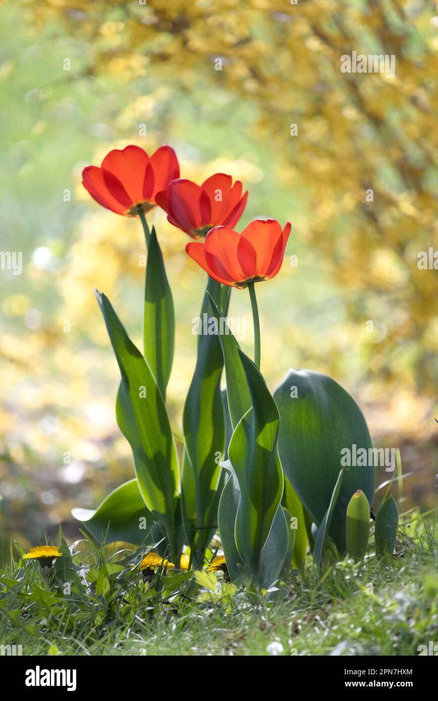 Trois tulipes rouges, tulipa, debout au soleil sur un fond de soleil doré luxuriant au printemps, Lancaster, Pennsylvanie Banque D'Images