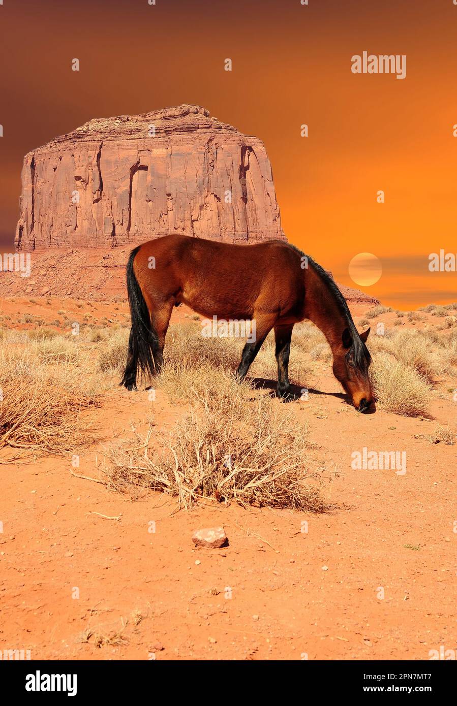 cheval au lever du soleil