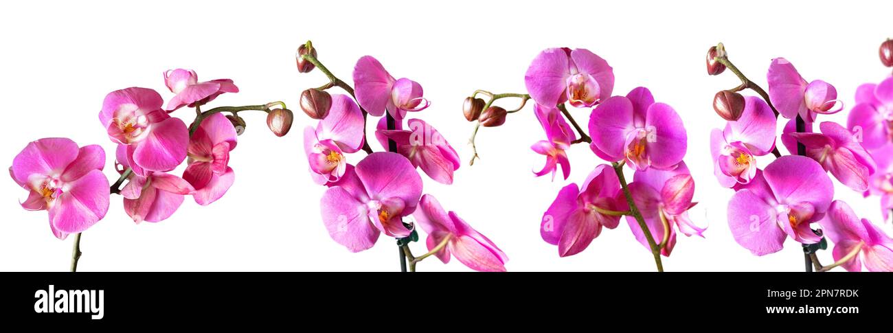 Fleur d'orchidée violette phalaenopsis, phalaenopsis ou falah. Ensemble de branches d'orchidées en fleurs isolées sur fond blanc. Floriculture, fleuriste, hom Banque D'Images