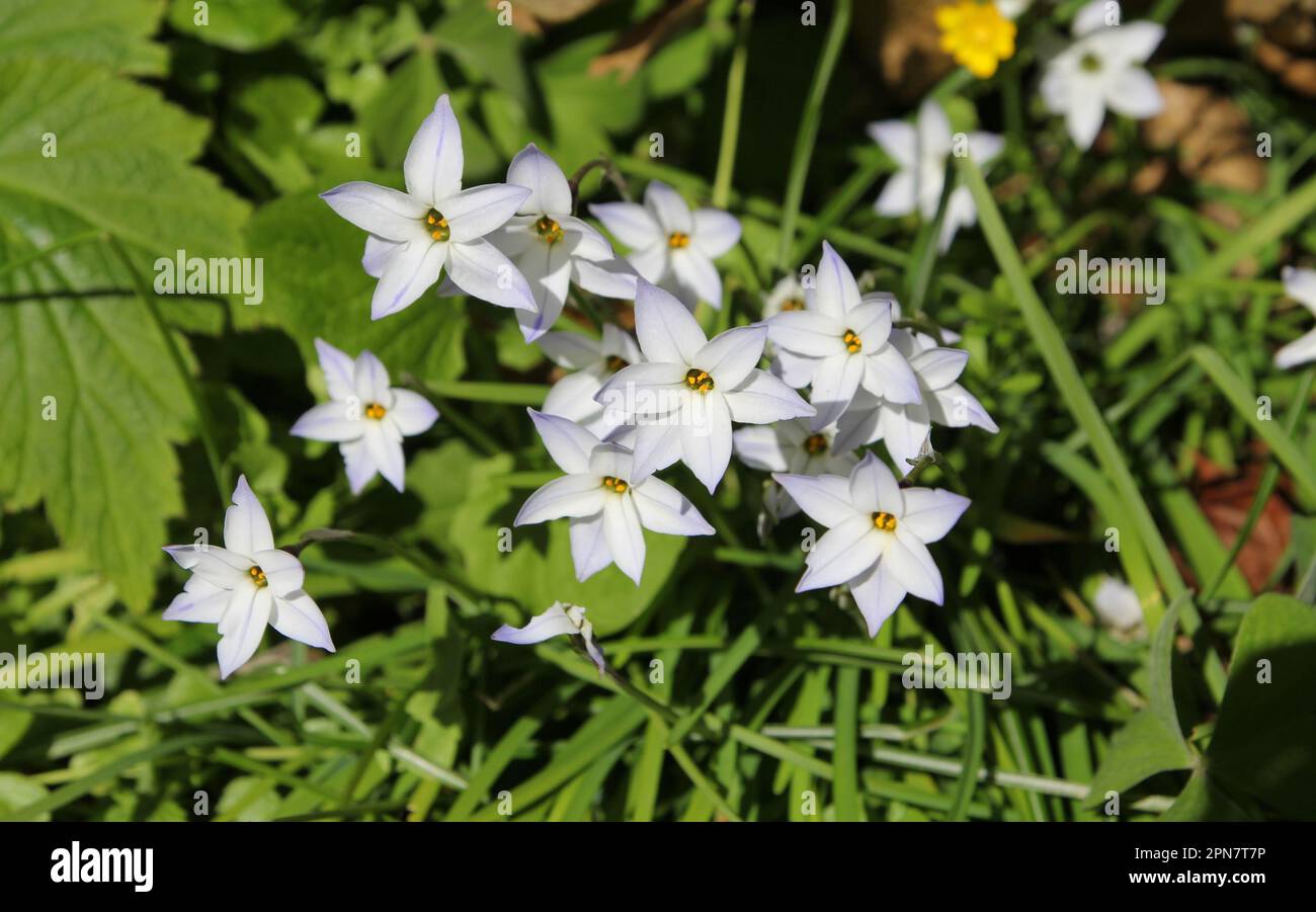 Ipheion uniflorum, ou Spring Starflower, en fleur Banque D'Images