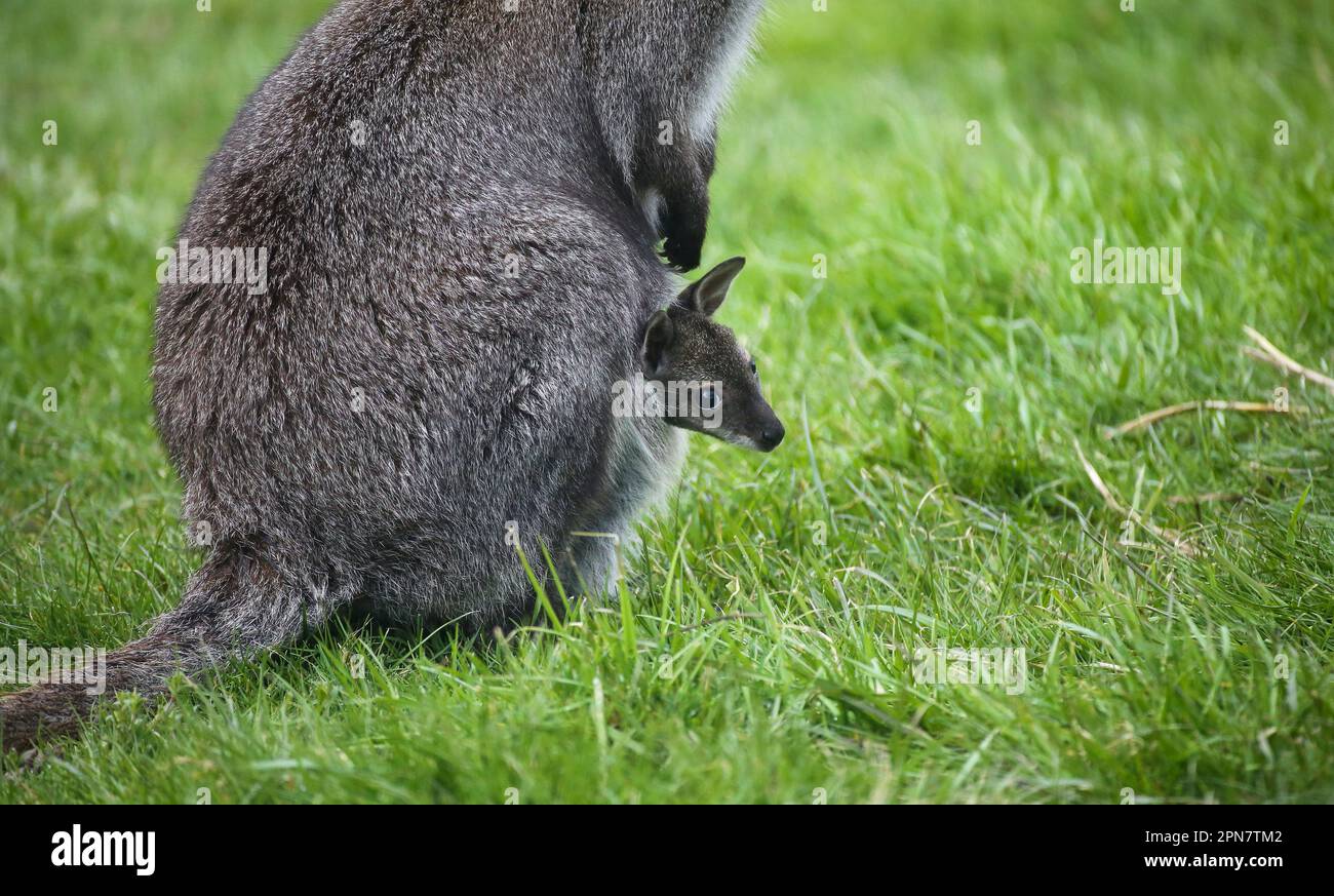 Ertingen, Allemagne. 17th avril 2023. Un petit bébé wallaby regarde par la poche de sa mère dans un pré appartenant au propriétaire et éleveur H. Dirlewanger. Les wallabies appartiennent à la famille des kangourous et, selon Dirlewanger, peuvent vivre jusqu'à 15 ans et peser jusqu'à 18 kilogrammes. En fait, les animaux sont indigènes à l'Australie. Credit: Thomas Warnack/dpa/Alay Live News Banque D'Images