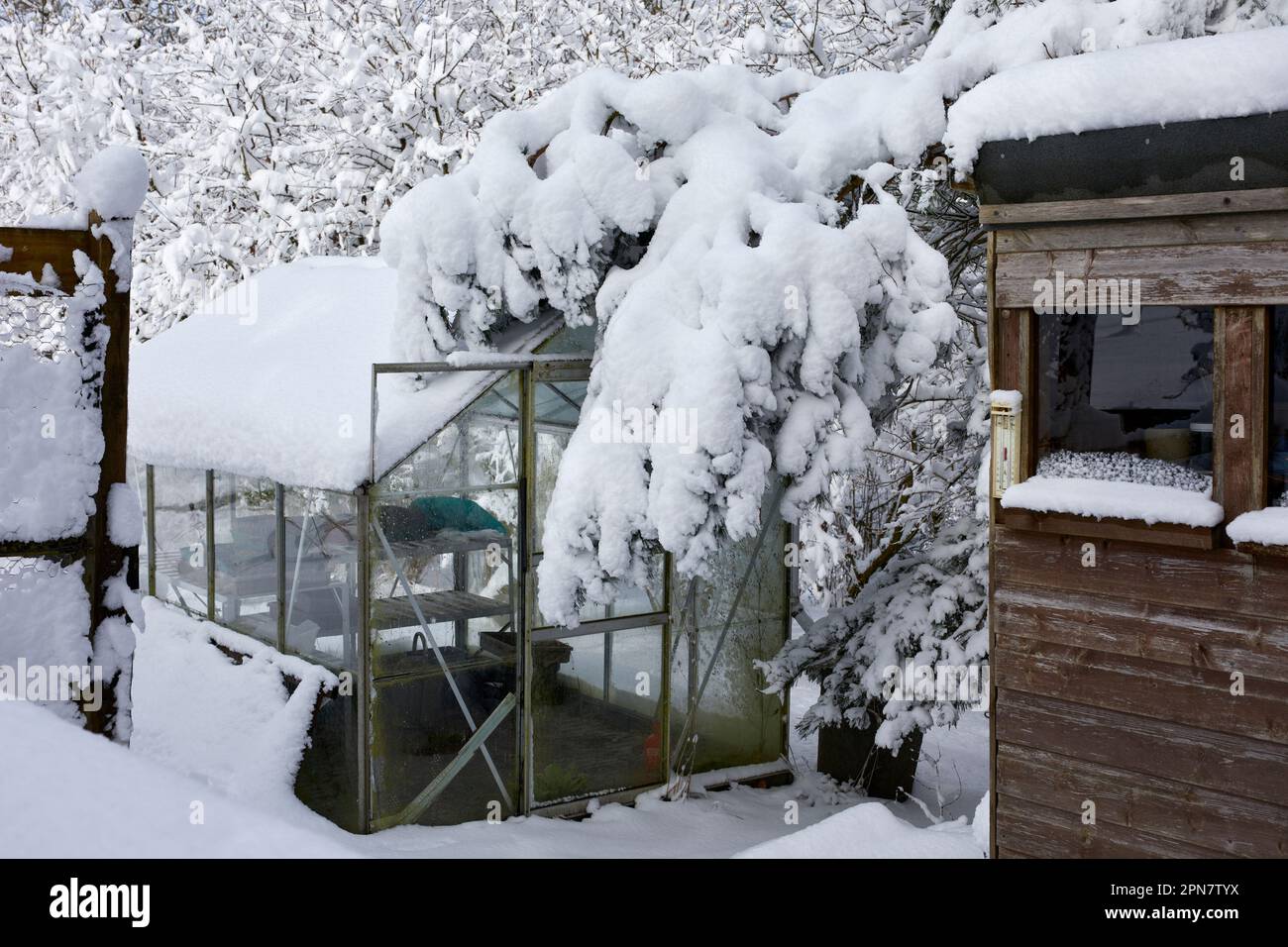 La neige lourde de nuit pèse les branches de Scots Pine pour couvrir la serre en verre non chauffée sur la petite exploitation de moorland à 900ft dans le North Yorkshire Banque D'Images