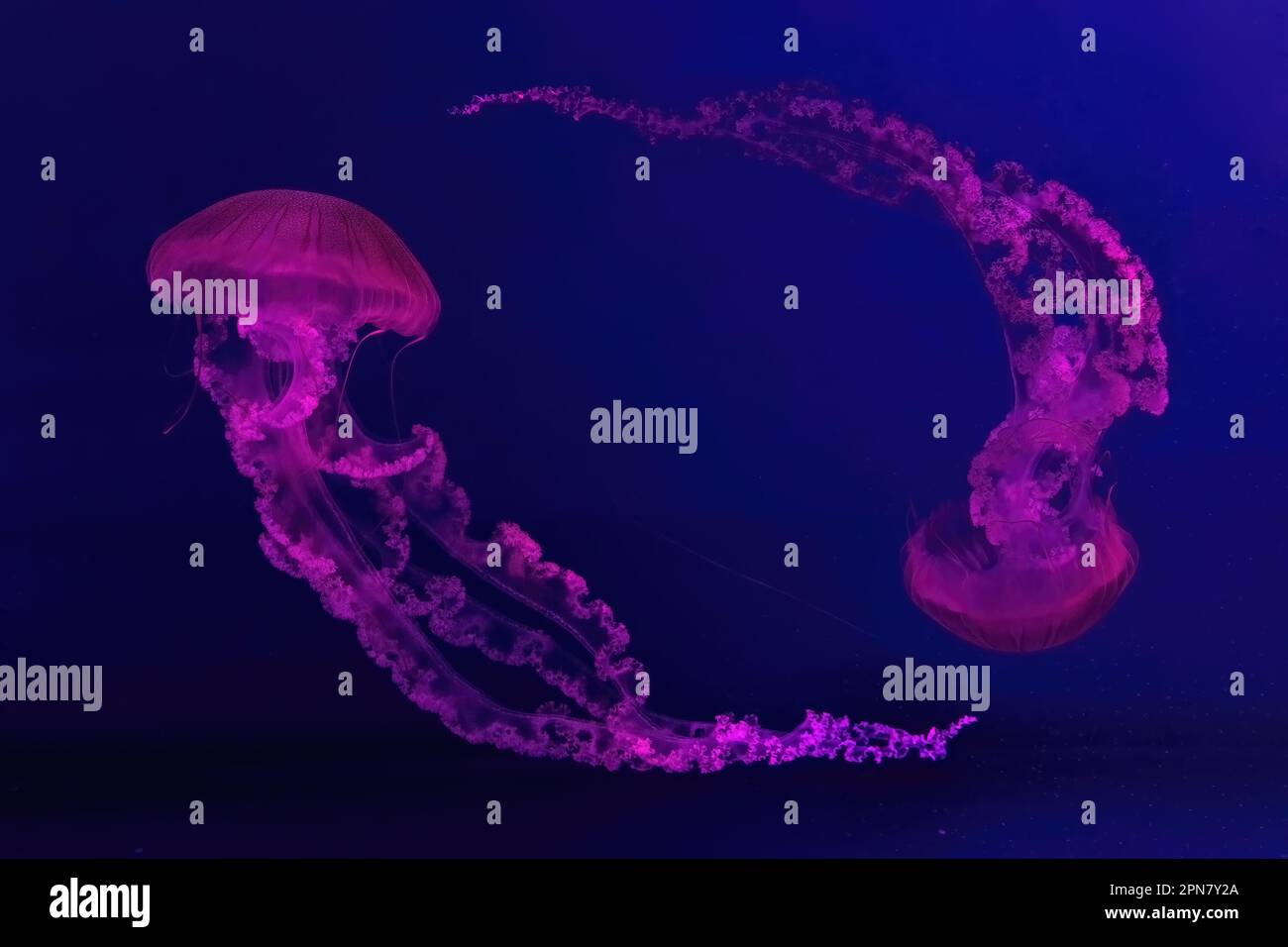 Deux méduses fluorescentes nageant piscine sous-marine aquarium avec lumière néon rose. L'ortie de mer sud-américaine chrysaora plocamia dans l'eau bleue, ocea Banque D'Images